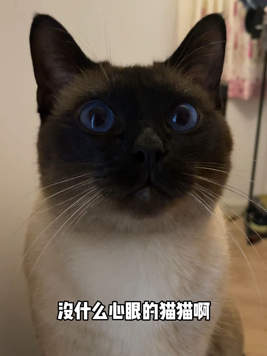 没见过这么有心眼的猫,从未见过如此机灵的猫咪