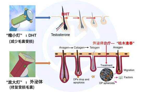 毛囊克隆技术最新动态,毛囊再生研究进展迎来新突破，前沿技术动态解析不断更新。