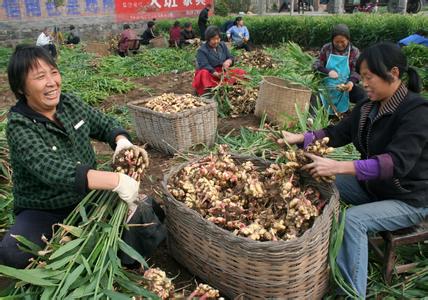 山东生姜市场最新行情